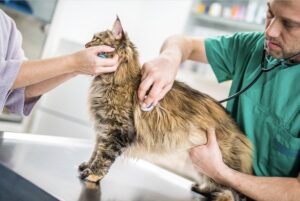 Furry friend finances