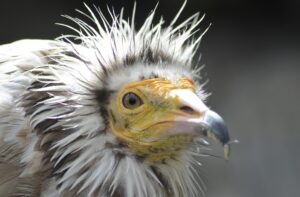 Major step in Egyptian Vulture conservation